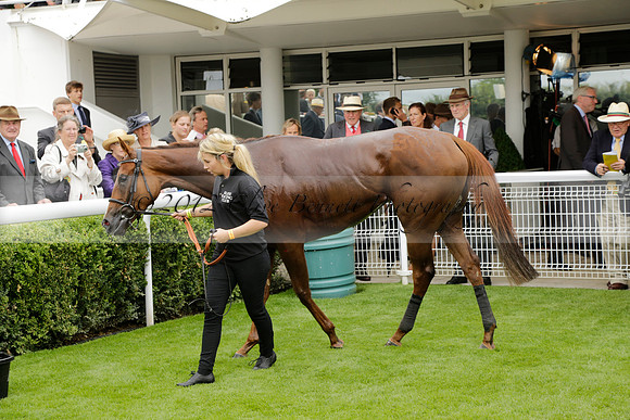Race 6 Goodwood The British Stallion Studs Turf Club E.B.F. Fillies Stakes. 20130731. Race winner Ribbons owner Elite Racing Club