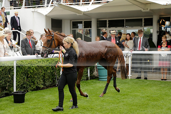 Race 6 Goodwood The British Stallion Studs Turf Club E.B.F. Fillies Stakes. 20130731. Race winner Ribbons owner Elite Racing Club