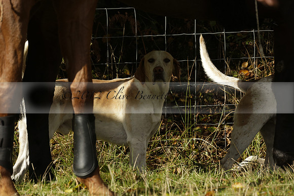 Devon & Somerset StagHounds meet at Five Cross Ways on Thursday 17 October 2013. 2013.10.17 www.polopictures.co.uk