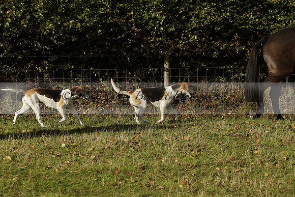 Devon & Somerset StagHounds meet at Five Cross Ways on Thursday 17 October 2013. 2013.10.17 www.polopictures.co.uk