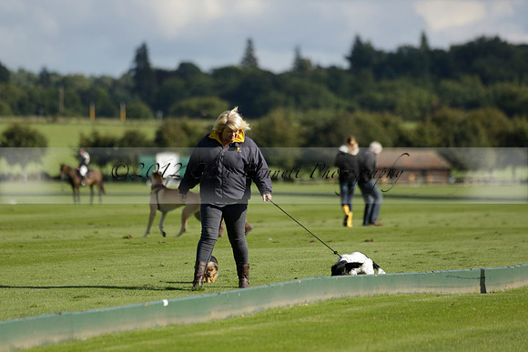 Aryana (black) v Shoreline (yellow) in a Farewell Cup polo match played on Ambersham 5 at Cowdray Park Polo Club on Wednesday 18 September 2013. www.polopictures.co.uk
