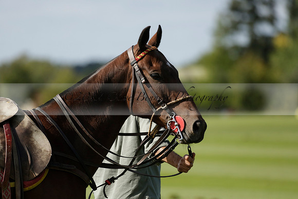 Four Quarters Black (black) v BHC (red) in a Autumn Cup polo match on Ambersham 2 at Cowdray Park Polo Club on Friday 20 September 2013 www.polopictures.co.uk