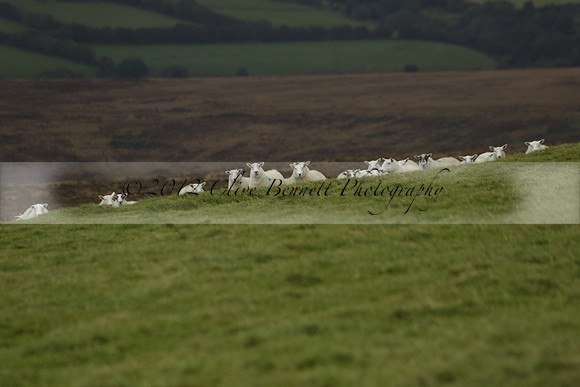 Devon & Somerset Staghounds meet at Larkbarrow Corner. North Devon. 2013.10.18 www.polopictures.co.uk