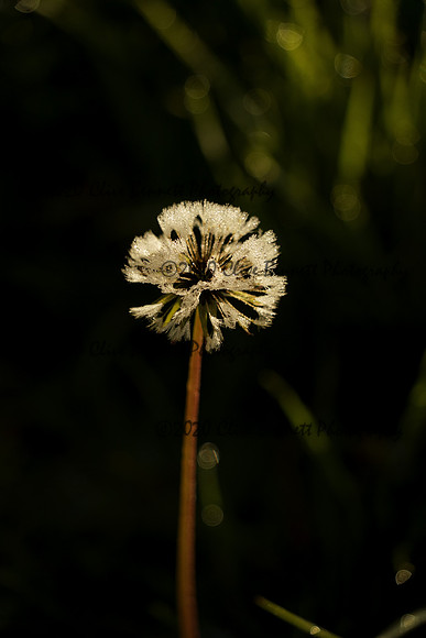 _CAB4008