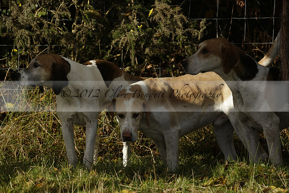 Devon & Somerset StagHounds meet at Five Cross Ways on Thursday 17 October 2013. 2013.10.17 www.polopictures.co.uk