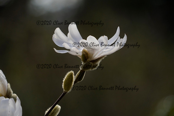 _CAB1401