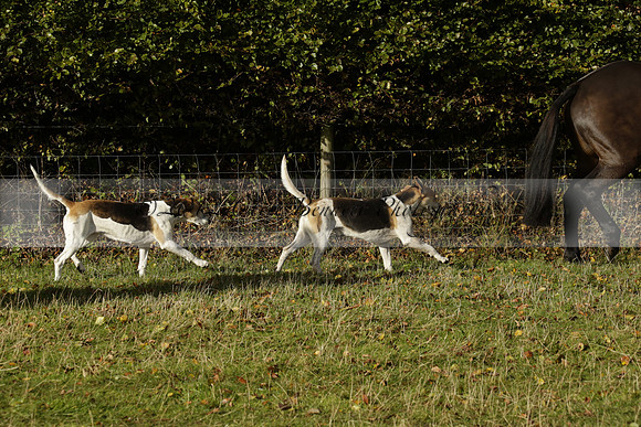 Devon & Somerset StagHounds meet at Five Cross Ways on Thursday 17 October 2013. 2013.10.17 www.polopictures.co.uk