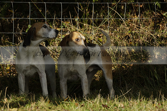 Devon & Somerset StagHounds meet at Five Cross Ways on Thursday 17 October 2013. 2013.10.17 www.polopictures.co.uk