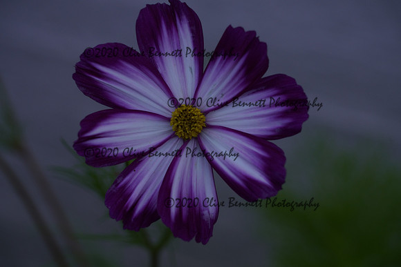 _CAB0919