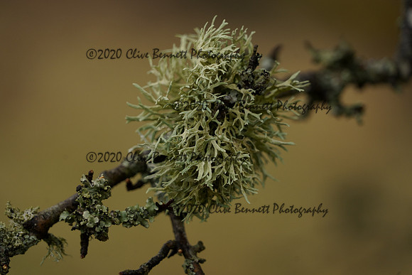 _CAB1587