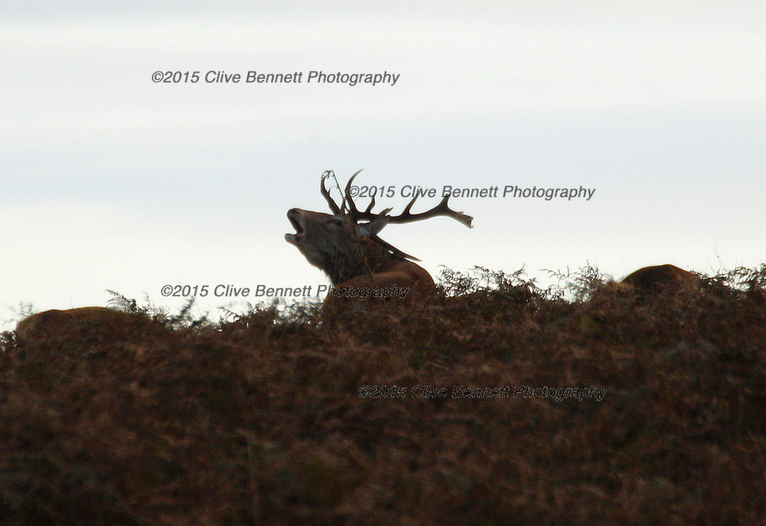_CB_0154s
