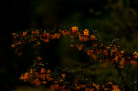 _CAB0019