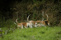 Devon & Somerset Stag Hounds meet at Liscombe on Saturday 12 October 2013 2013.10.12 www.polopictures.co.uk