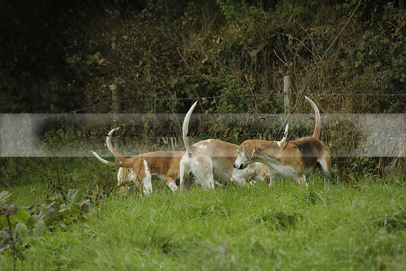 Devon & Somerset Stag Hounds meet at Liscombe on Saturday 12 October 2013 2013.10.12 www.polopictures.co.uk