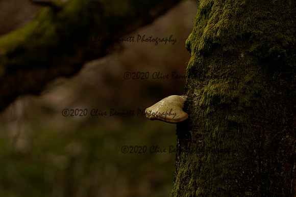 _CAB6687
