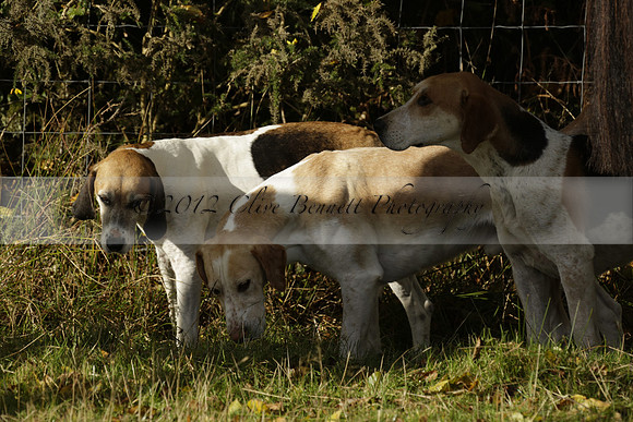 Devon & Somerset StagHounds meet at Five Cross Ways on Thursday 17 October 2013. 2013.10.17 www.polopictures.co.uk