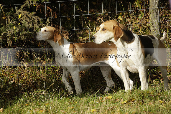 Devon & Somerset StagHounds meet at Five Cross Ways on Thursday 17 October 2013. 2013.10.17 www.polopictures.co.uk