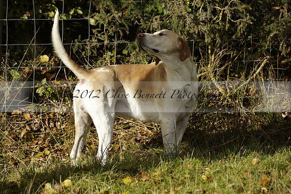 Devon & Somerset StagHounds meet at Five Cross Ways on Thursday 17 October 2013. 2013.10.17 www.polopictures.co.uk