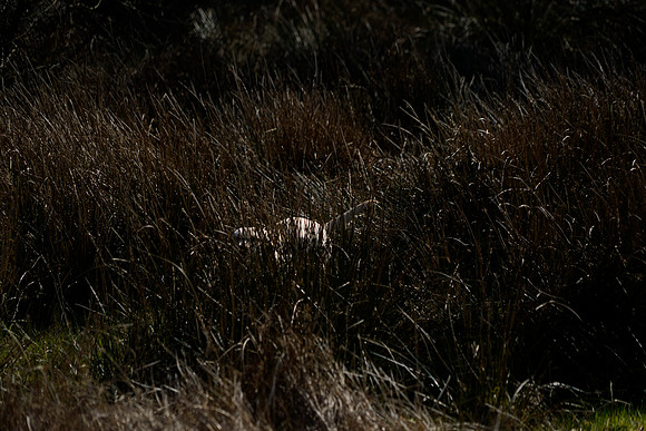 _CAB3771