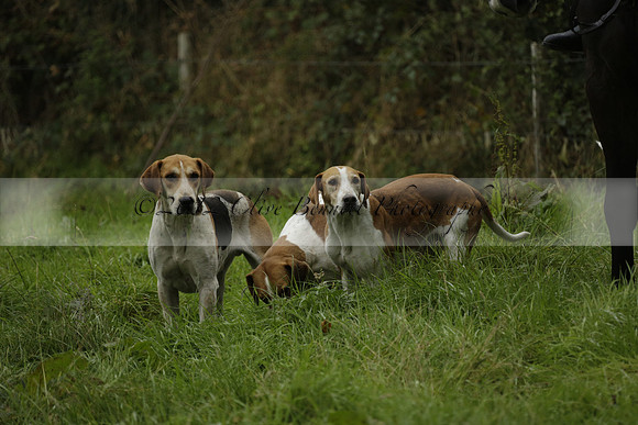 Devon & Somerset Stag Hounds meet at Liscombe on Saturday 12 October 2013 2013.10.12 www.polopictures.co.uk