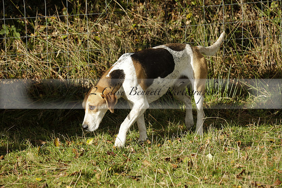 Devon & Somerset StagHounds meet at Five Cross Ways on Thursday 17 October 2013. 2013.10.17 www.polopictures.co.uk