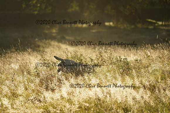 _CAB3988