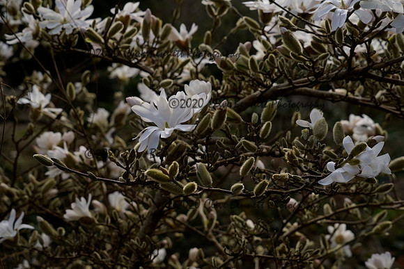 _CAB1392