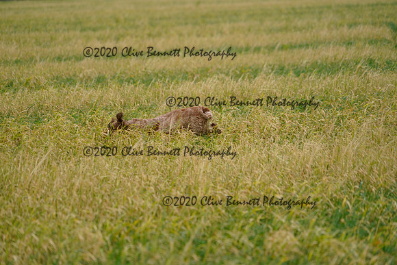 _CAB6619