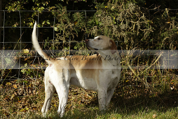 Devon & Somerset StagHounds meet at Five Cross Ways on Thursday 17 October 2013. 2013.10.17 www.polopictures.co.uk
