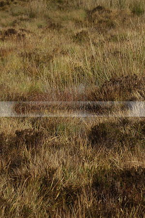 Devon & Somerset Staghounds meet at Larkbarrow Corner. North Devon. 2013.10.18 www.polopictures.co.uk