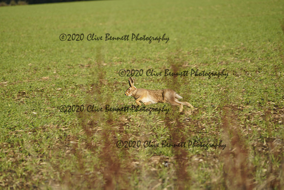 _CAB0759