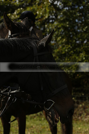Devon & Somerset StagHounds meet at Five Cross Ways on Thursday 17 October 2013. 2013.10.17 www.polopictures.co.uk