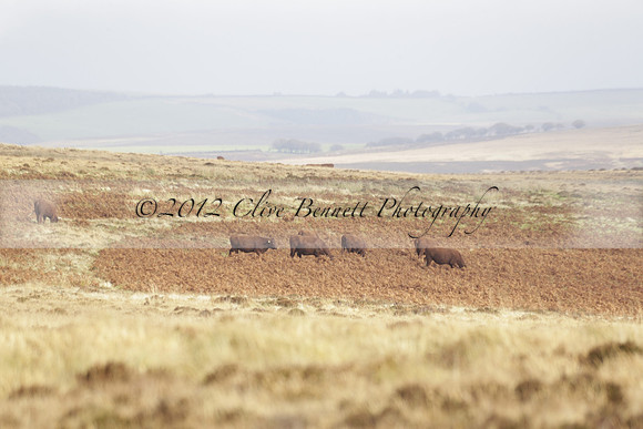 Devon & Somerset Staghounds meet at Larkbarrow Corner. North Devon. 2013.10.18 www.polopictures.co.uk