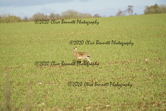 _CAB0774