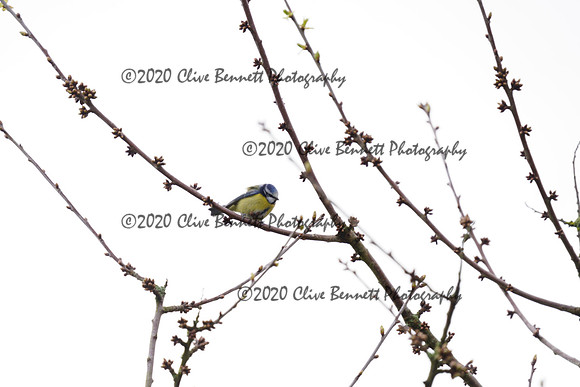 _CAB7537