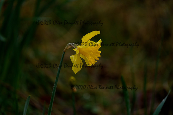 _CAB7621