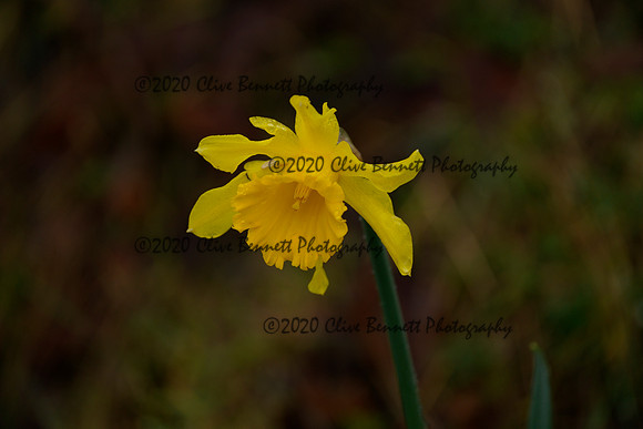 _CAB7623