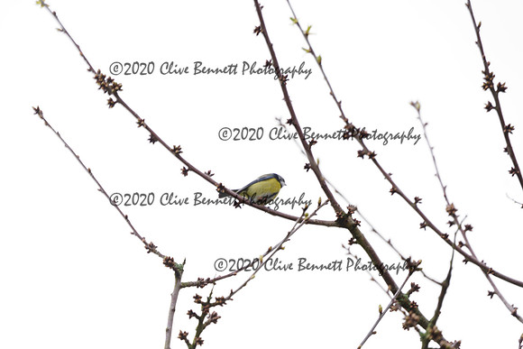 _CAB7535