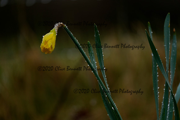 _CAB7613