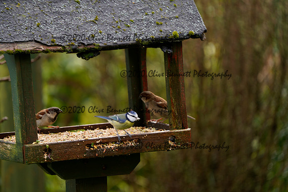 _CAB7439