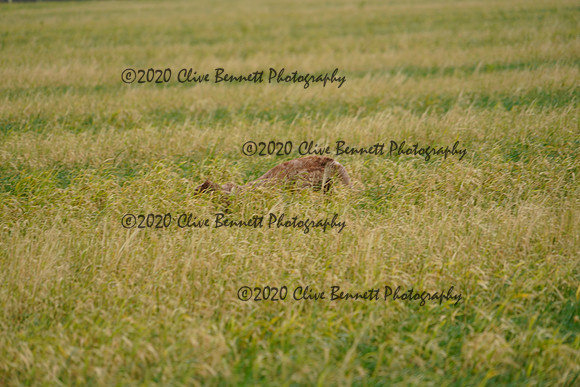 _CAB6620