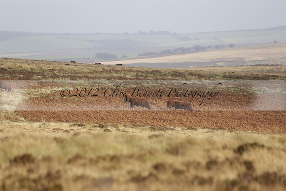 Devon & Somerset Staghounds meet at Larkbarrow Corner. North Devon. 2013.10.18 www.polopictures.co.uk