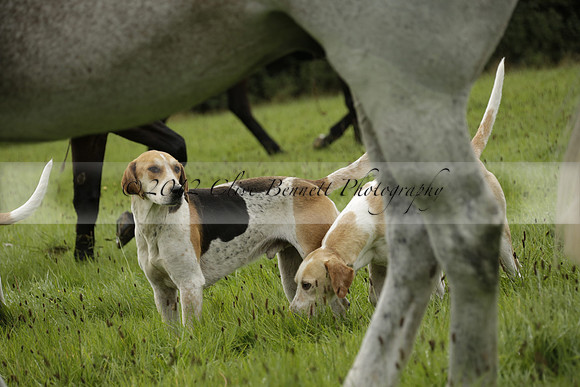 Devon & Somerset Stag Hounds meet at Hillhead Cross on Monday 14 October 2013. 2013.10.14 www.polopictures.co.uk