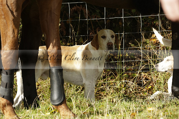 Devon & Somerset StagHounds meet at Five Cross Ways on Thursday 17 October 2013. 2013.10.17 www.polopictures.co.uk