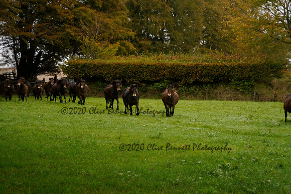 _CAB0785