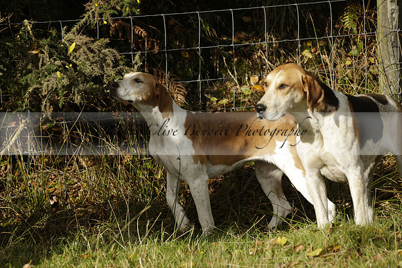 Devon & Somerset StagHounds meet at Five Cross Ways on Thursday 17 October 2013. 2013.10.17 www.polopictures.co.uk