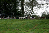 _CB_6462