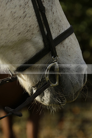 Devon & Somerset StagHounds meet at Five Cross Ways on Thursday 17 October 2013. 2013.10.17 www.polopictures.co.uk