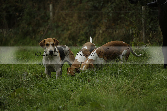 Devon & Somerset Stag Hounds meet at Liscombe on Saturday 12 October 2013 2013.10.12 www.polopictures.co.uk