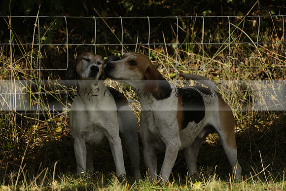 Devon & Somerset StagHounds meet at Five Cross Ways on Thursday 17 October 2013. 2013.10.17 www.polopictures.co.uk